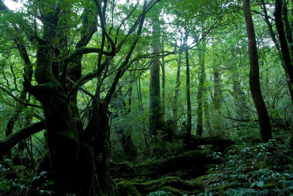 屋久島で発見された 縄文杉を超える高さ45ｍの天空杉 NHK 