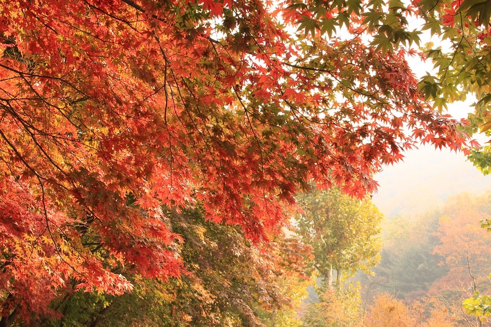 色鮮やかな紅葉のトンネルが、別世界へと誘う竈門神社（かまどじんじゃ）太宰府